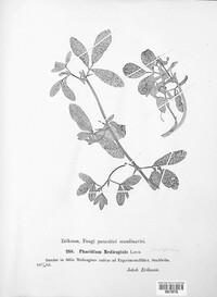 Pseudopeziza medicaginis image